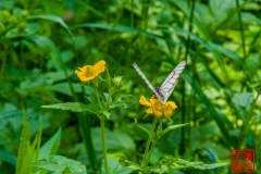 20160704_223052