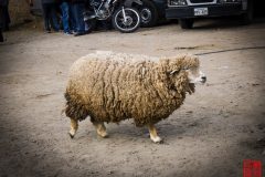 P1070806