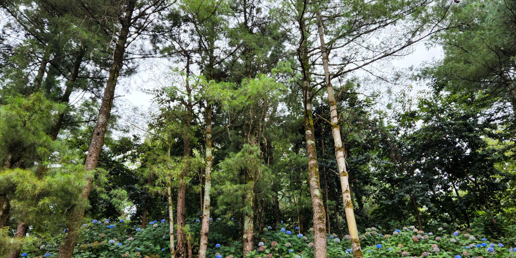 苍山